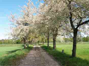 Rieselfelder Staaken / Gatow