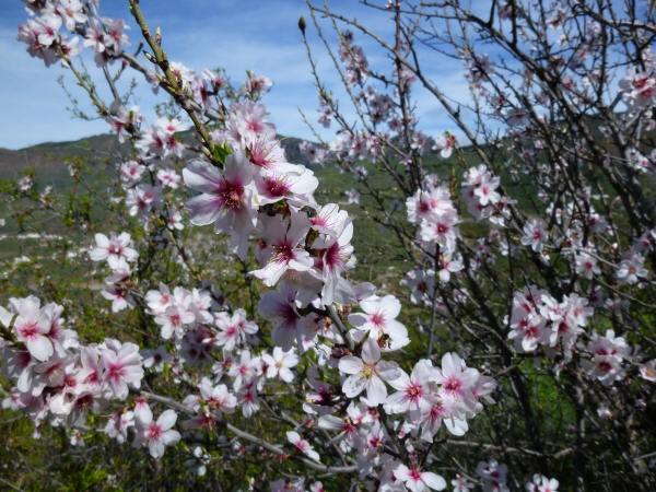 Mandelblüte Spanien